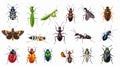 Bright insect icons, vector set. Abstract triangular style. mantis, grasshopper Royalty Free Stock Photo