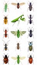 Bright insect icons, vector set. Abstract triangular style. mantis, grasshopper Royalty Free Stock Photo