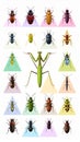 Bright insect icons, vector set. Abstract triangular style. mantis, grasshopper Royalty Free Stock Photo