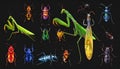 Bright insect icons, vector set. Abstract triangular style. mantis, grasshopper Royalty Free Stock Photo