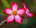 Natural Photo of Desert Rose Flower Royalty Free Stock Photo