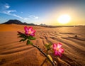 Natural Photo of Desert Rose Flower Royalty Free Stock Photo
