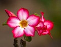Natural Photo of Desert Rose Flower Royalty Free Stock Photo