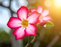 Natural Photo of Desert Rose Flower Royalty Free Stock Photo