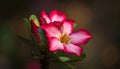 Natural Photo of Desert Rose Flower Royalty Free Stock Photo