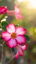 Natural Photo of Desert Rose Flower Royalty Free Stock Photo