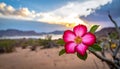 Natural Photo of Desert Rose Flower Royalty Free Stock Photo