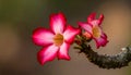 Natural Photo of Desert Rose Flower Royalty Free Stock Photo