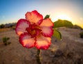 Natural Photo of Desert Rose Flower Royalty Free Stock Photo