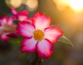 Natural Photo of Desert Rose Flower Royalty Free Stock Photo