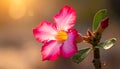 Natural Photo of Desert Rose Flower Royalty Free Stock Photo