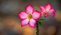 Natural Photo of Desert Rose Flower Royalty Free Stock Photo