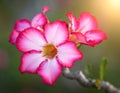 Natural Photo of Desert Rose Flower Royalty Free Stock Photo