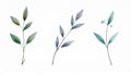 Vector illustration with sprig. Isolated icon, design element for invitation and green Royalty Free Stock Photo