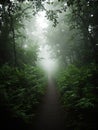 Mystical Forest Path in Fog Royalty Free Stock Photo