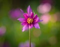 Flower in the garden. Royalty Free Stock Photo
