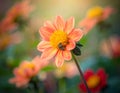 Flower in the garden. Royalty Free Stock Photo