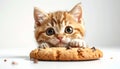 Adorable Ginger Kitten Peeking Over a Chocolate Chip Cookie Royalty Free Stock Photo