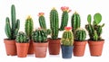 Collection of cactus, isolated on white Royalty Free Stock Photo
