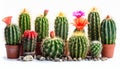 Collection of cactus, isolated on white Royalty Free Stock Photo
