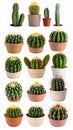 Collection of cactus, isolated on white Royalty Free Stock Photo