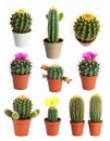 Collection of cactus, isolated on white Royalty Free Stock Photo