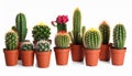 Collection of cactus, isolated on white Royalty Free Stock Photo