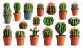 Collection of cactus, isolated on white Royalty Free Stock Photo