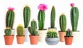 Collection of cactus, isolated on white Royalty Free Stock Photo