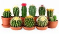 Collection of cactus, isolated on white Royalty Free Stock Photo