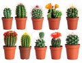 Collection of cactus, isolated on white Royalty Free Stock Photo