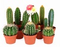 Collection of cactus, isolated on white Royalty Free Stock Photo