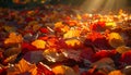 Colorful Autumn Leaves on the Ground with Sunlight - Fall Foliage Scene Royalty Free Stock Photo