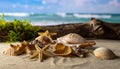 Seashells and Starfish on Sandy Beach with Ocean Background Royalty Free Stock Photo