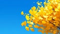 Vibrant Yellow Ginkgo Leaves Against a Clear Blue Sky Royalty Free Stock Photo