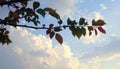 Autumn Leaves Against a Cloudy Sky Royalty Free Stock Photo