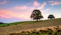Serene Rolling Hills with Majestic Trees at Sunset Royalty Free Stock Photo