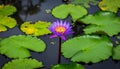 Vibrant Purple Water Lily Blooming Amidst Green Lily Pads Royalty Free Stock Photo