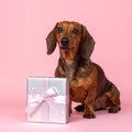 Soft Dusty Pink Backdrop Featuring Dachshund and Silver Present Royalty Free Stock Photo