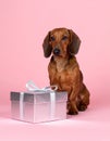Soft Dusty Pink Backdrop Featuring Dachshund and Silver Present Royalty Free Stock Photo