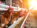 Egg Laying Chickens In Chicken Pen On Farm Royalty Free Stock Photo