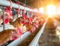 Egg Laying Chickens In Chicken Pen On Farm Royalty Free Stock Photo