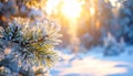 Frosted Evergreen Pine Needles Sparkling in Winter Sunlight Royalty Free Stock Photo