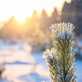 Frosted Evergreen Pine Needles Sparkling in Winter Sunlight Royalty Free Stock Photo