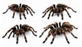 Collage of striped knee tarantula (Aphonopelma seemanni) on white background Royalty Free Stock Photo