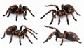 Collage of striped knee tarantula (Aphonopelma seemanni) on white background Royalty Free Stock Photo