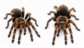 Collage of striped knee tarantula (Aphonopelma seemanni) on white background Royalty Free Stock Photo
