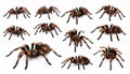 Collage of striped knee tarantula (Aphonopelma seemanni) on white background Royalty Free Stock Photo