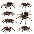 Collage of striped knee tarantula (Aphonopelma seemanni) on white background Royalty Free Stock Photo