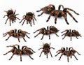 Collage of striped knee tarantula (Aphonopelma seemanni) on white background Royalty Free Stock Photo